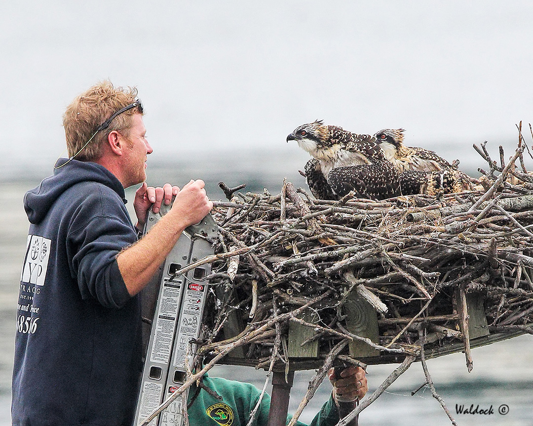 Osprey Paparazzi