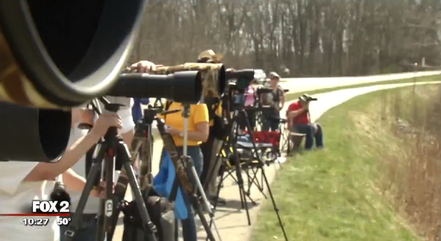 ‘Paparazzi’ gathers to celebrate return of Ospreys