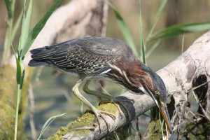 B_GreenHeron RoundIsland_David Howell