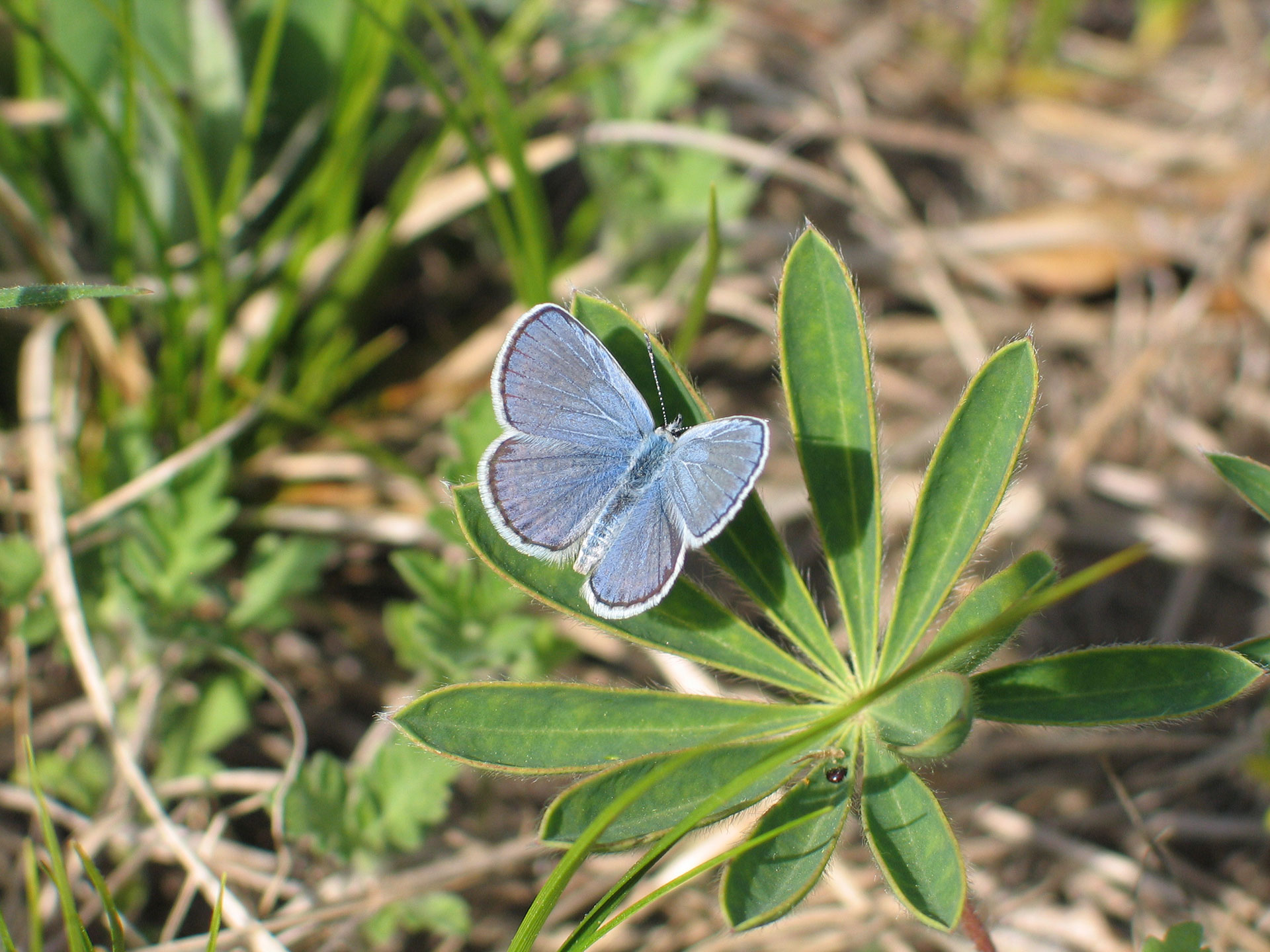 Habitat management allows diverse species to thrive