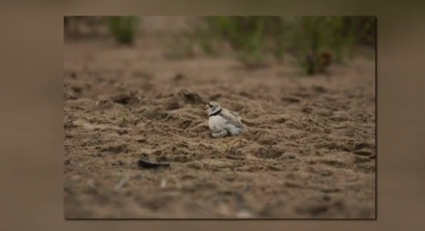 Protecting the Piping Plover