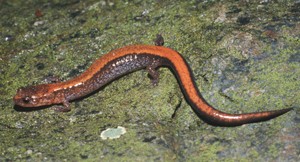 The red-backed salamander is one of 42 'featured species' in Michigan.