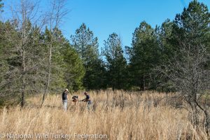 The turkey’s return to Michigan is due in large part to habitation enhancements. PHOTO CREDIT: NATIONAL WILD TURKEY FEDERATION