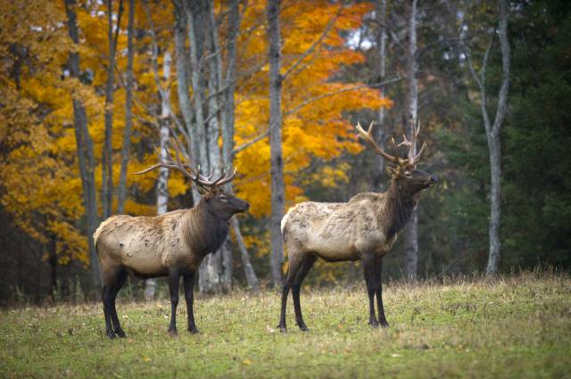 Michigan's Elk in fall
