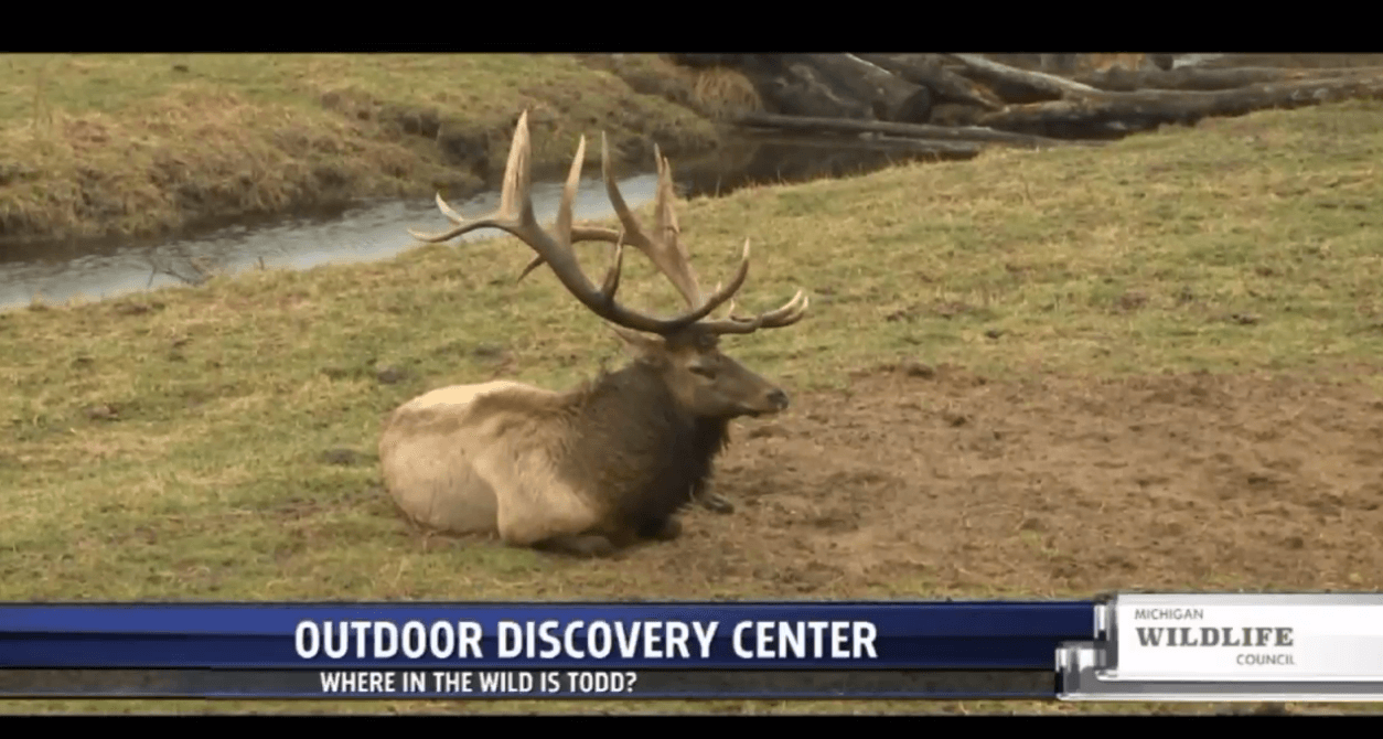 Rocky Mountain Elk at the Outdoor Discovery Center