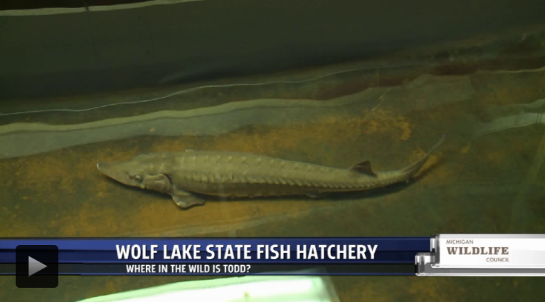 Hundreds of thousands of fish raised and released at Wolf Lake State Fish Hatchery