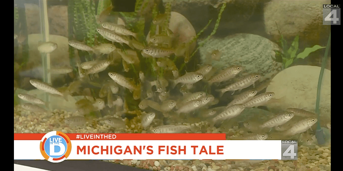 Michigan’s fish tale