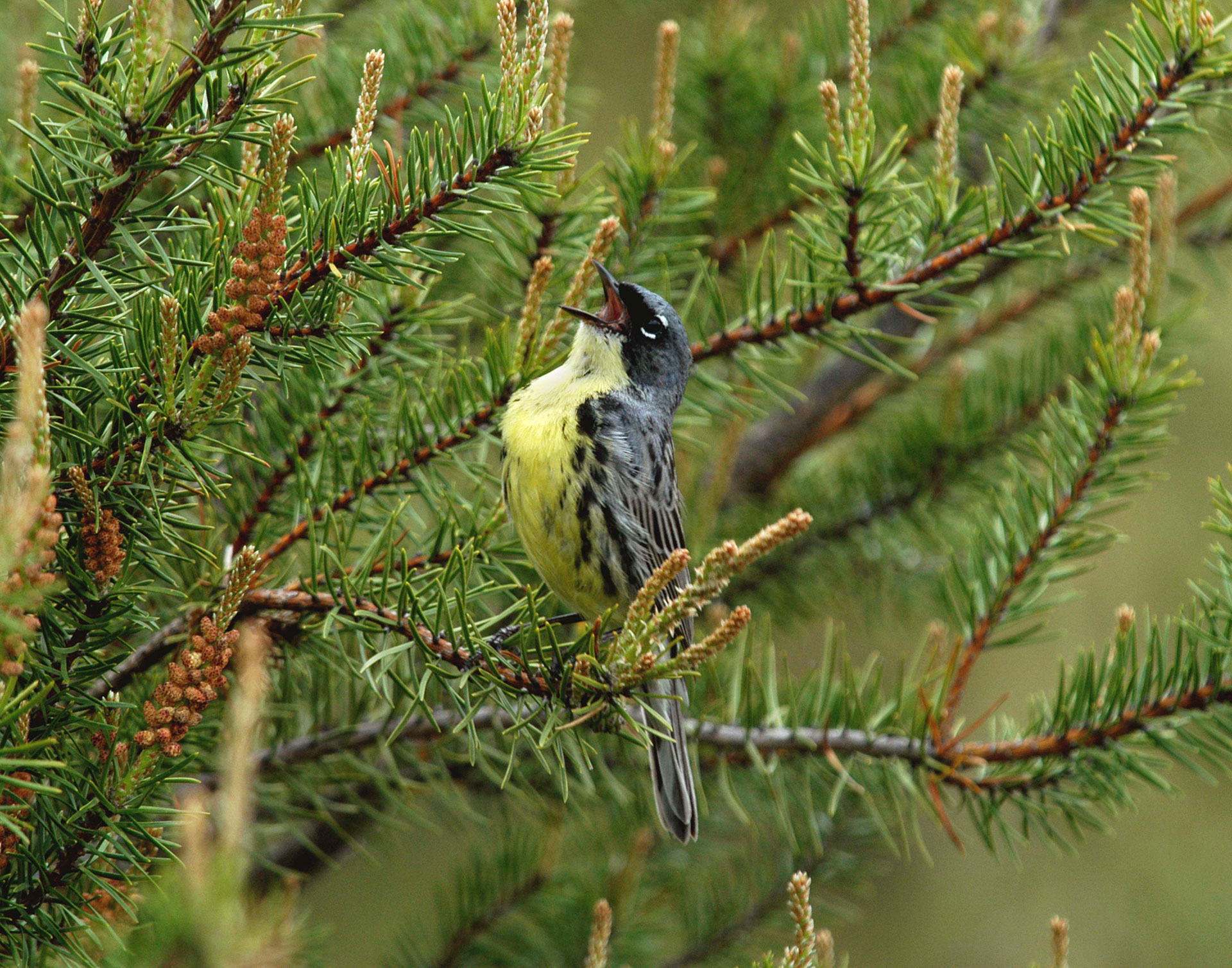 Rare Kirtland’s warbler making a comeback