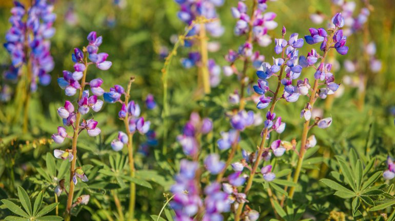 Restoring land to its natural state at Maas Family Nature Preserve
