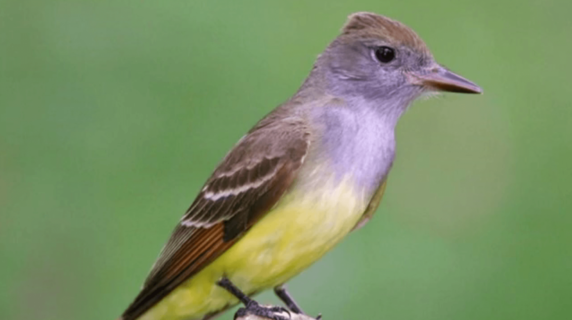 Enjoying and protecting Michigan’s birds