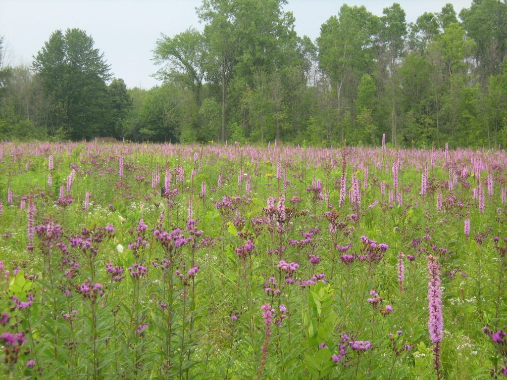 Wildflowers and plants along the Blazing Star Prairie Trail at Algonac State Park