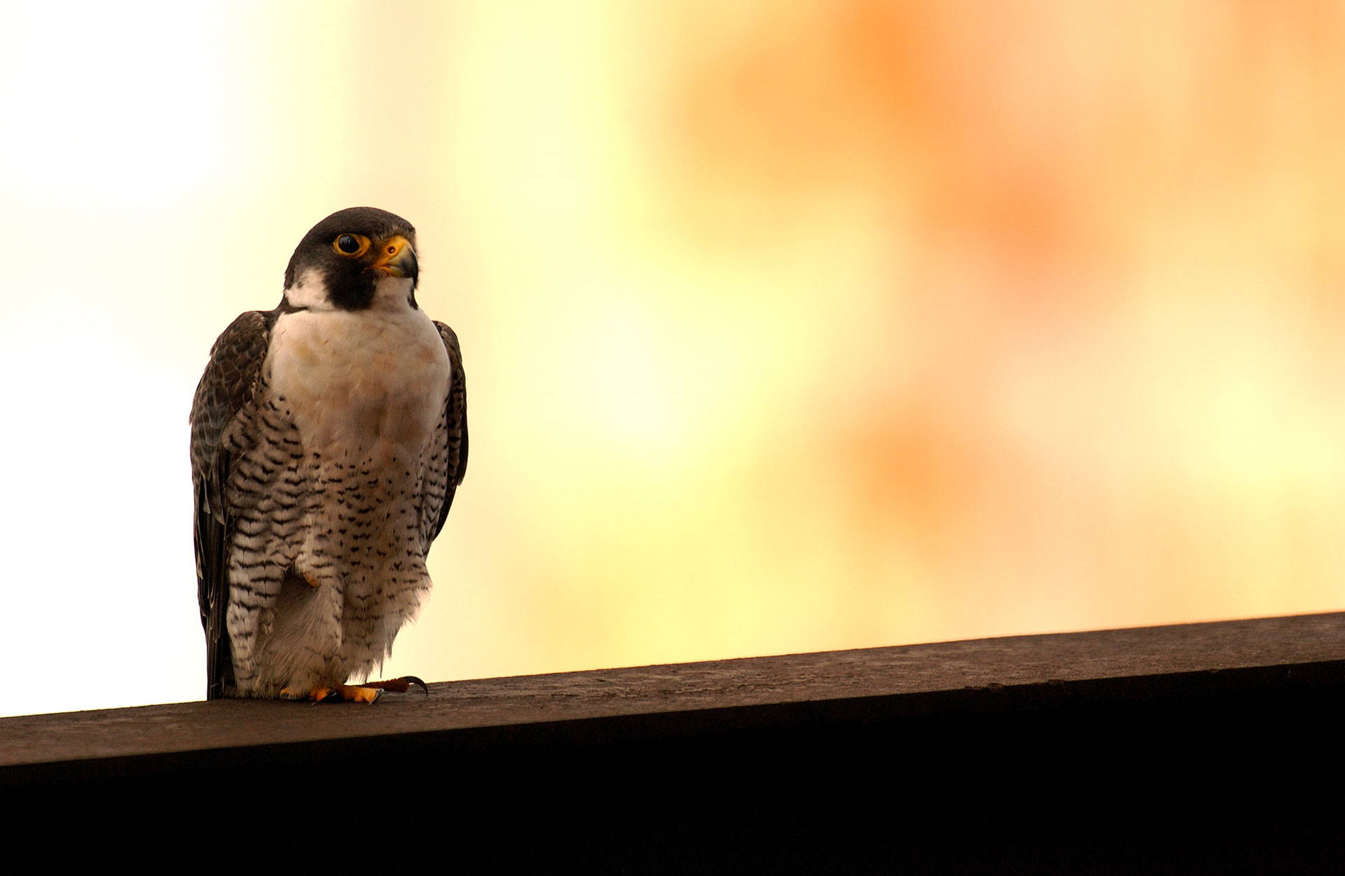 Protecting Peregrine Falcons