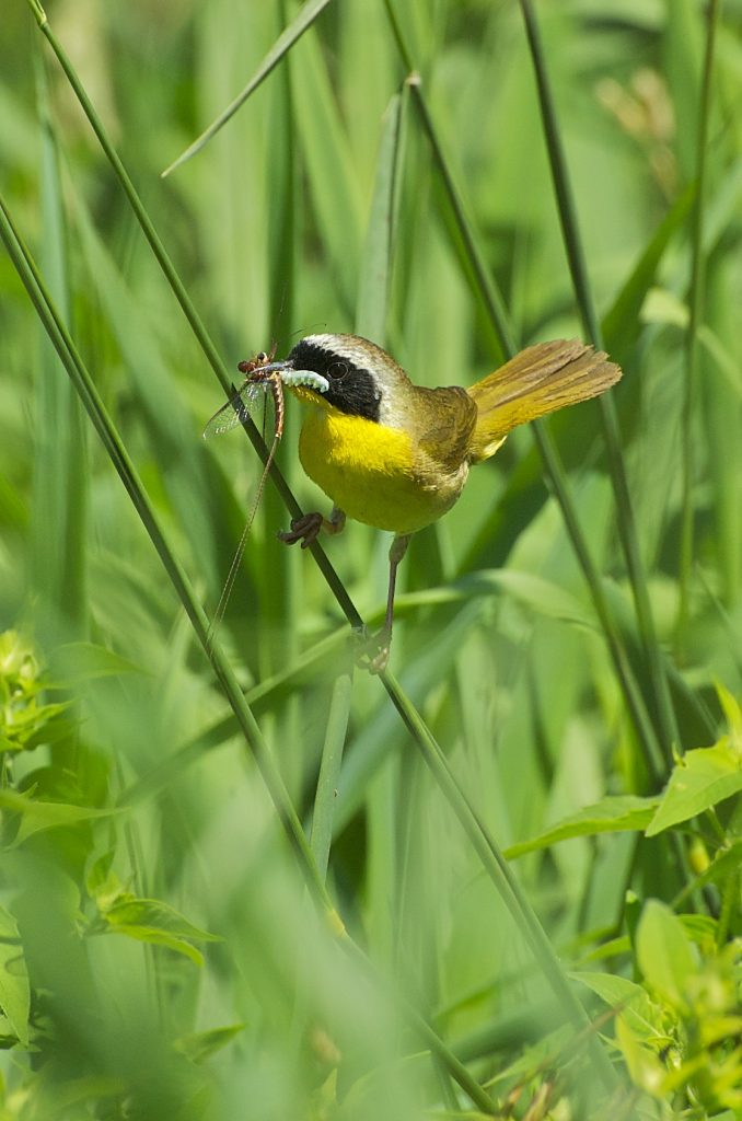 A common yellowthroat