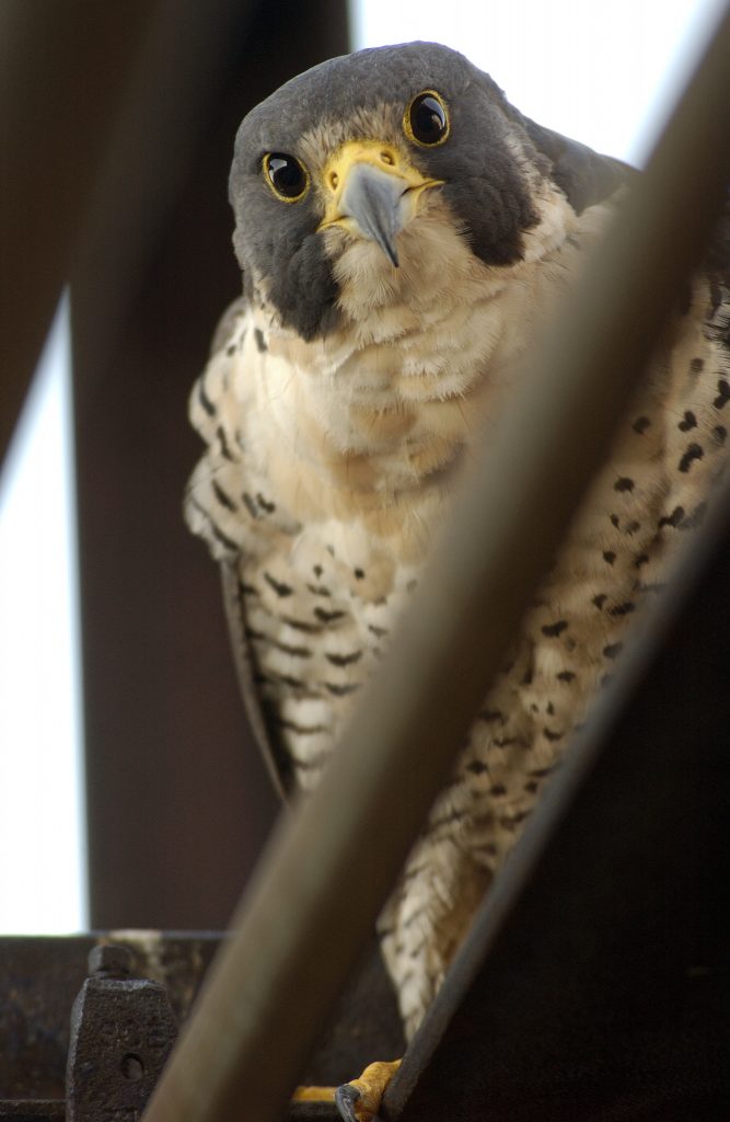 Peregrine falcon perched