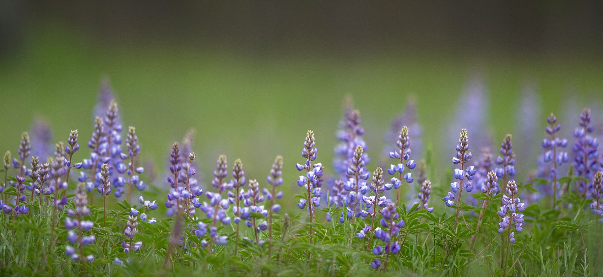 Crooked Lake Marsh is a biodiversity hotspot