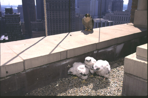 Peregrine falcon chicks