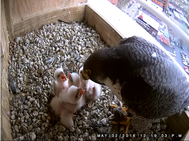 Peregrine falcon chicks