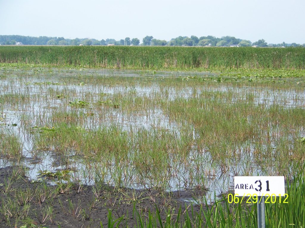 Swampy area at Harsens Island