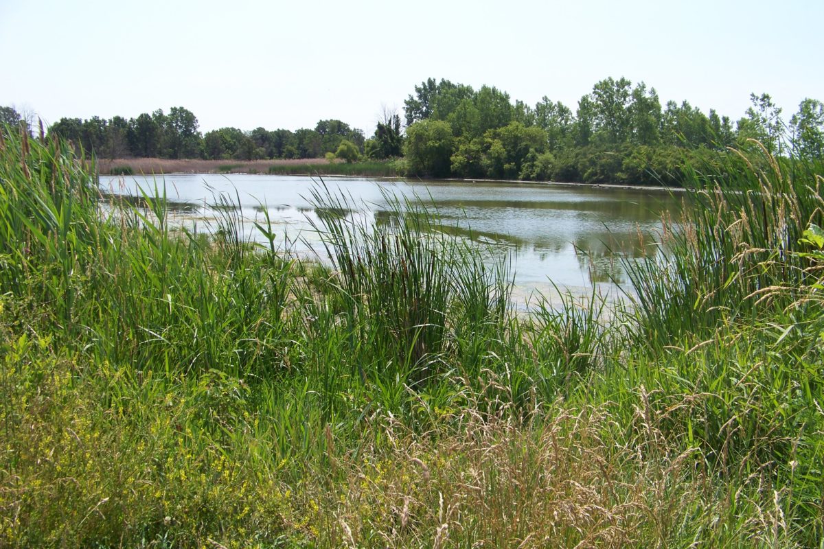 Pointe Mouillee