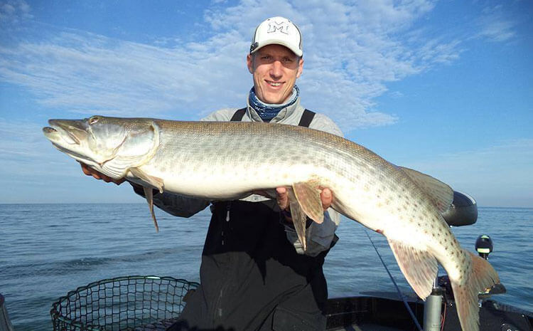 Muskies make a comeback in Michigan