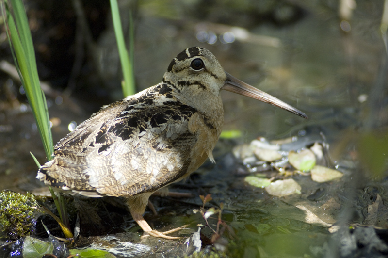 Woodcock making impressive return
