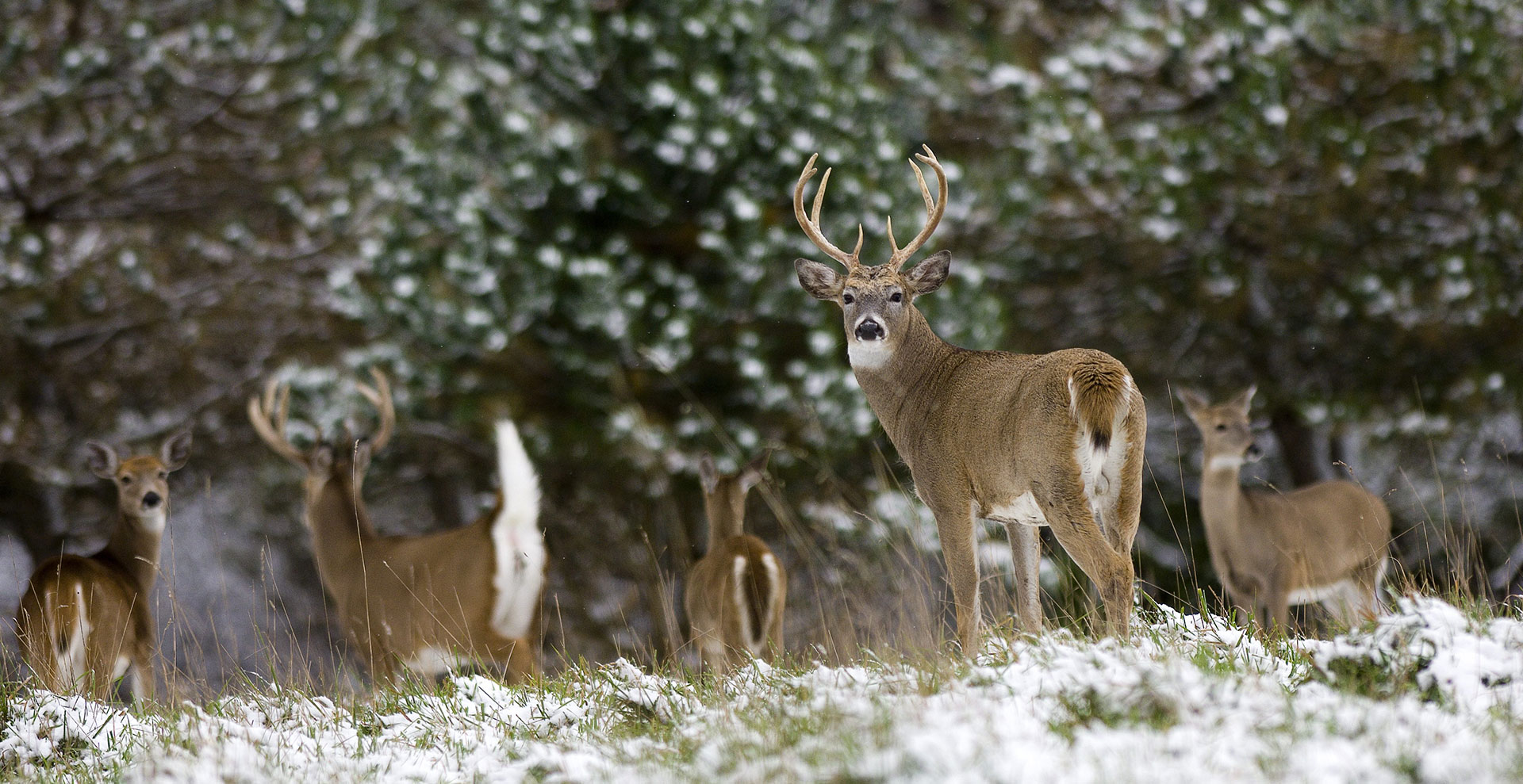 Hunting contributes year-round benefits to wildlife