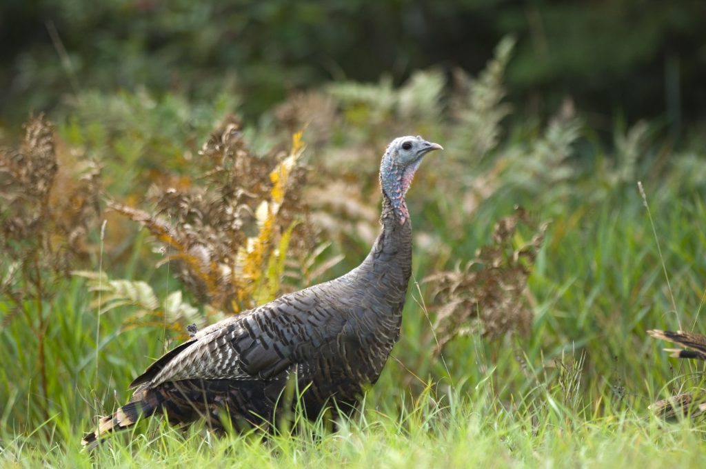 Female wild turkey