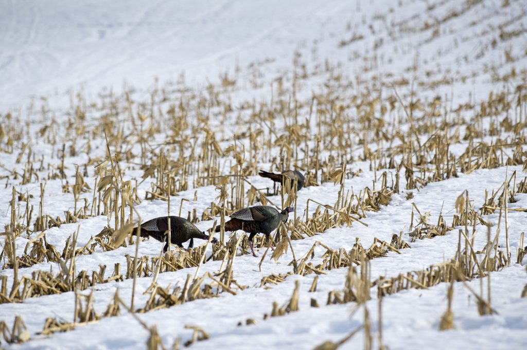 Group of wild turkey grazing in a winter field