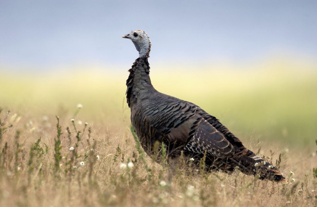 Female wild turkey