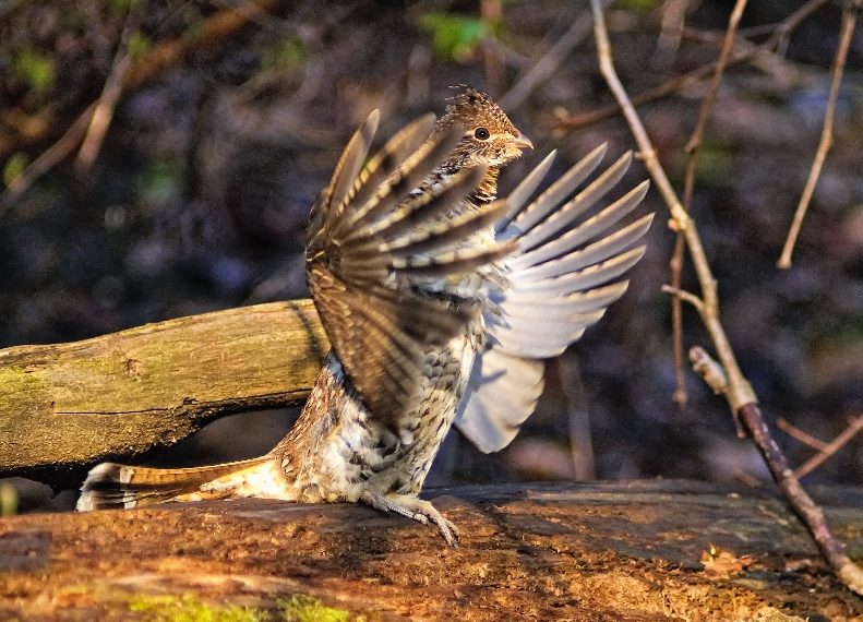 Regenerating forests for healthy wildlife habitats