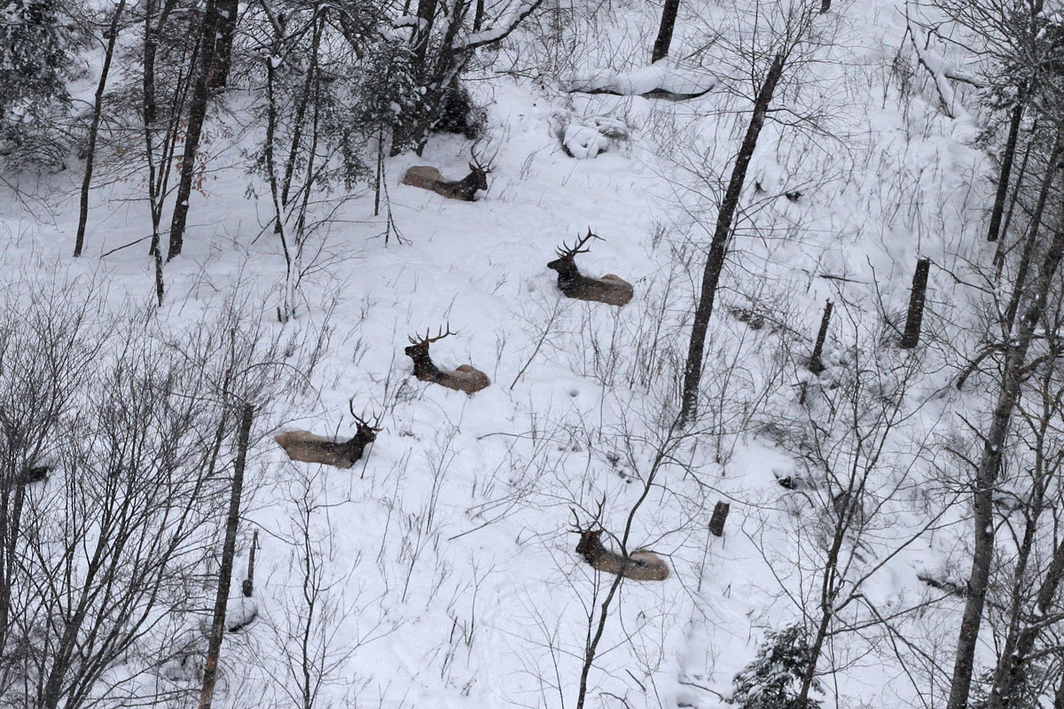A century and counting: Aerial surveys help manage elk herd