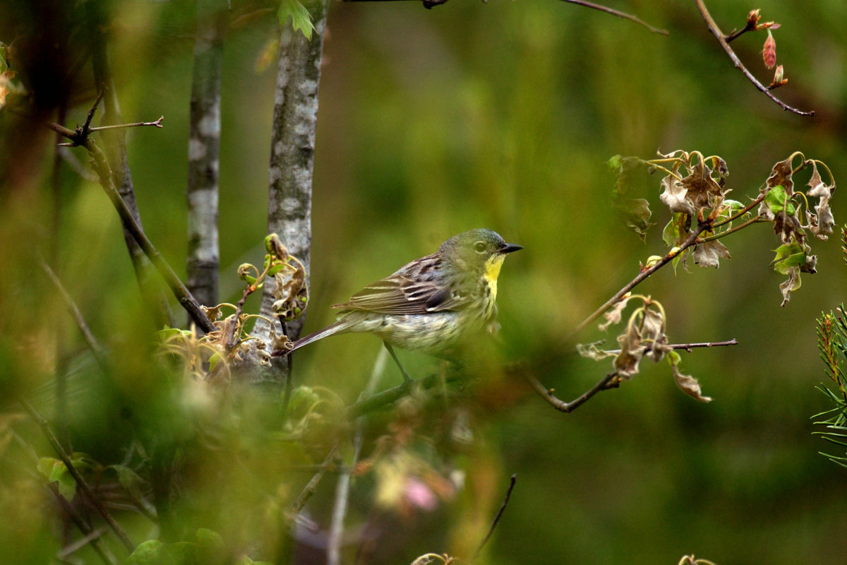 Kirtland's Warbler in its natural habitat