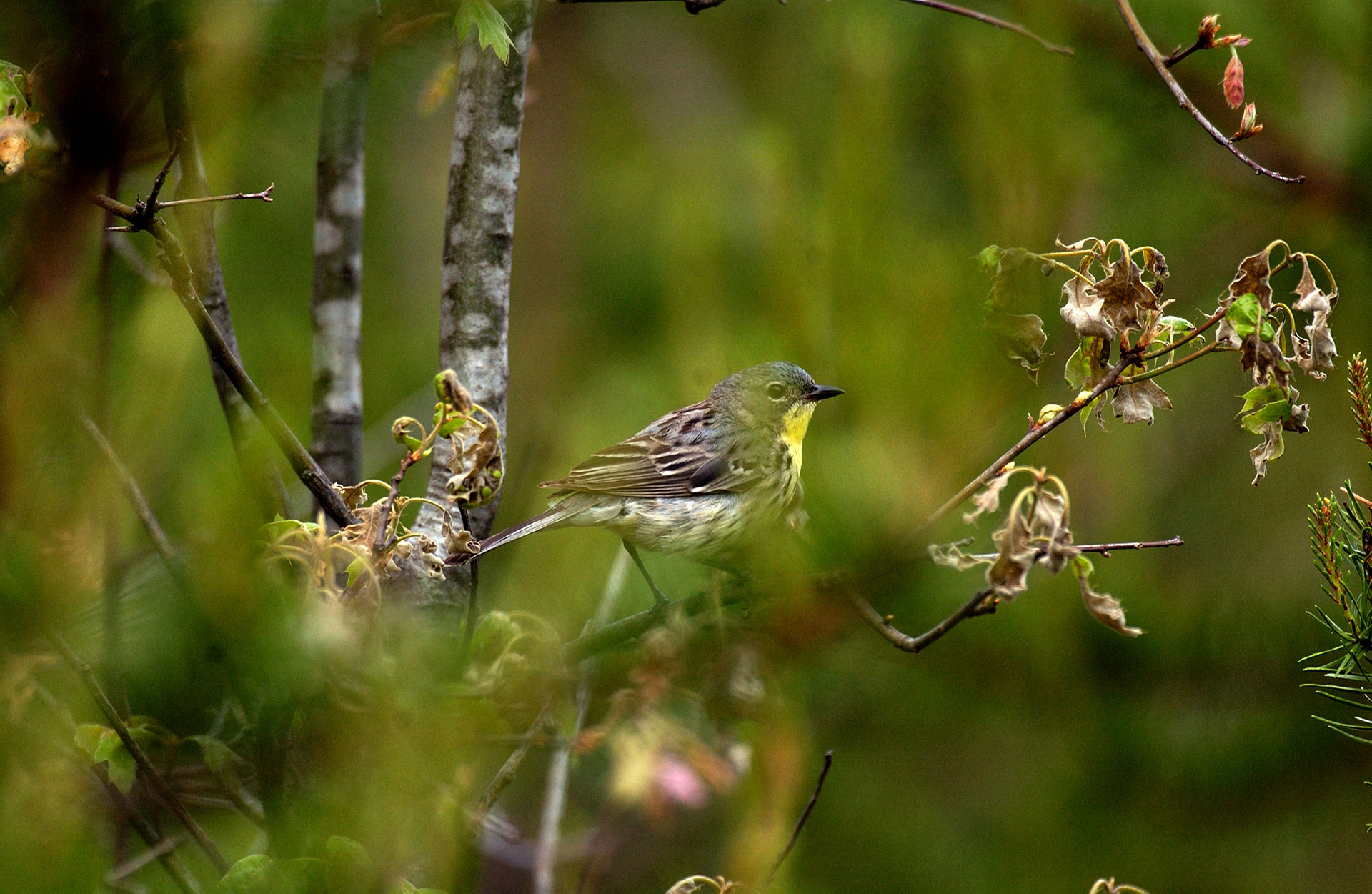 Spring conservation efforts in West Michigan