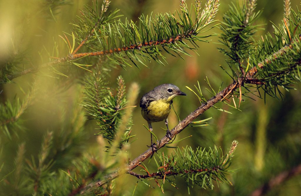 Kirtland's Warbler in its natural habitat