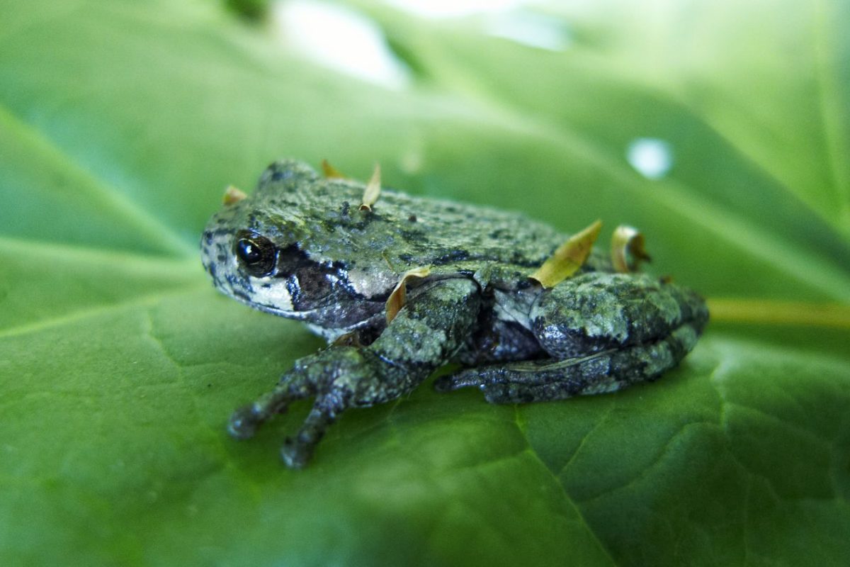 Tree frog