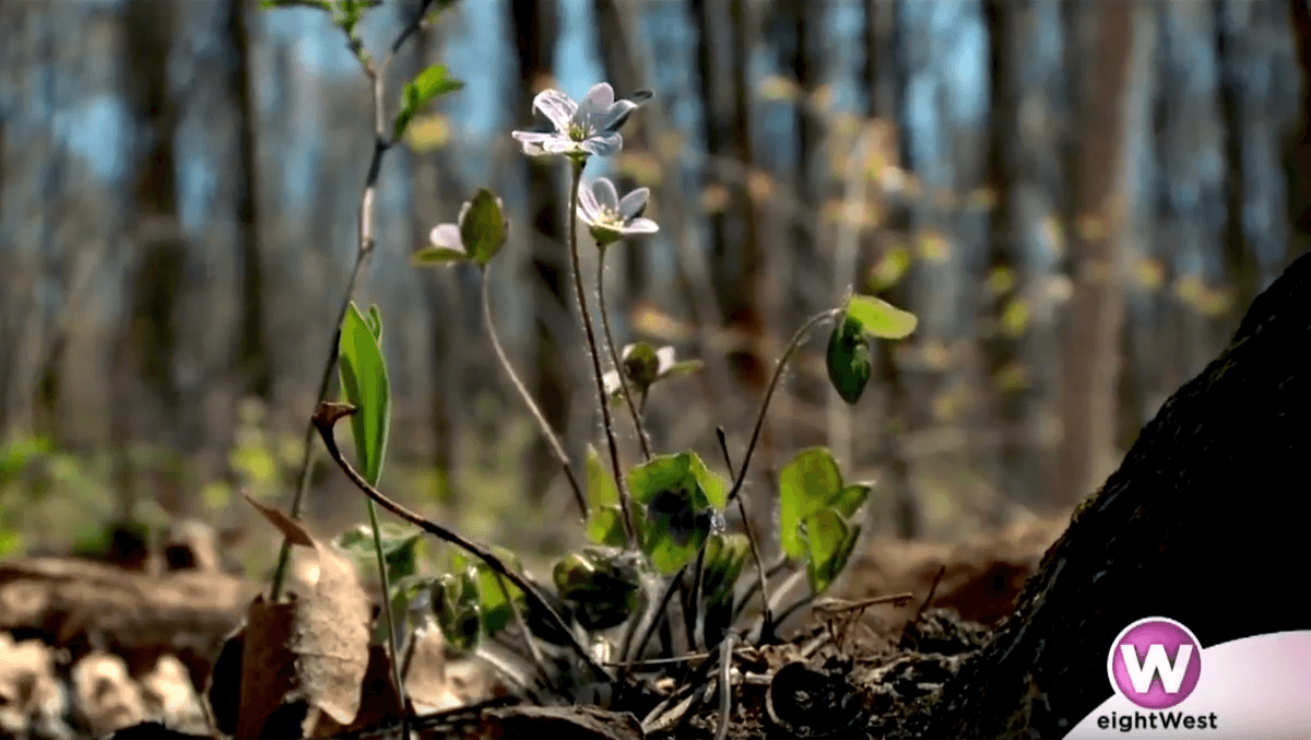 Flower on trail