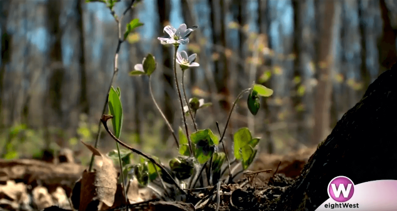 Take a hike and learn about local conservation efforts