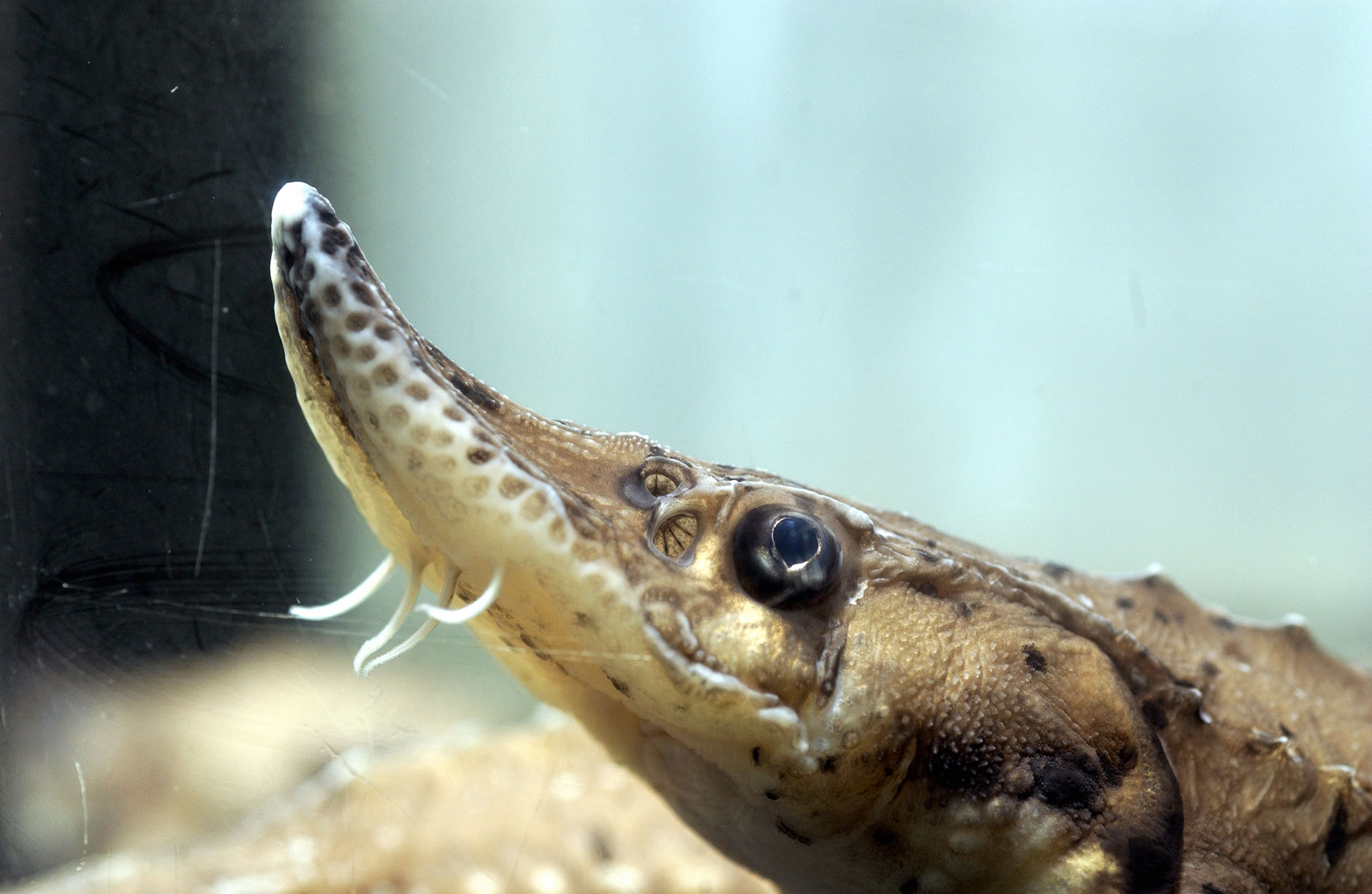 Conservation efforts aim to raise population of Lake Sturgeon