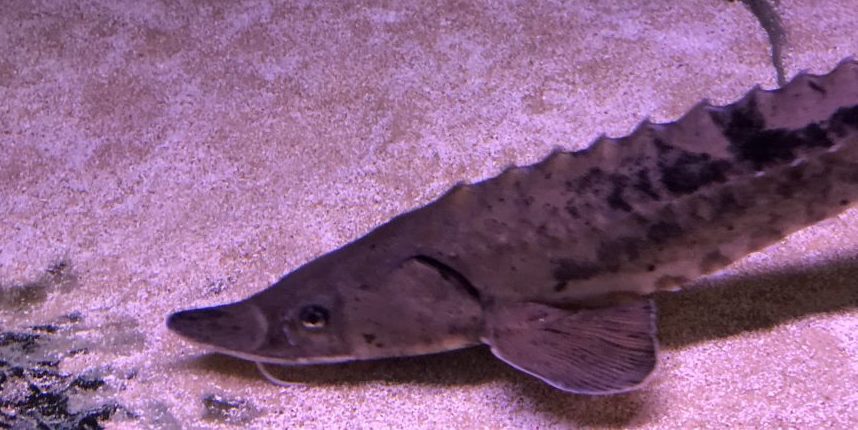Sturgeon