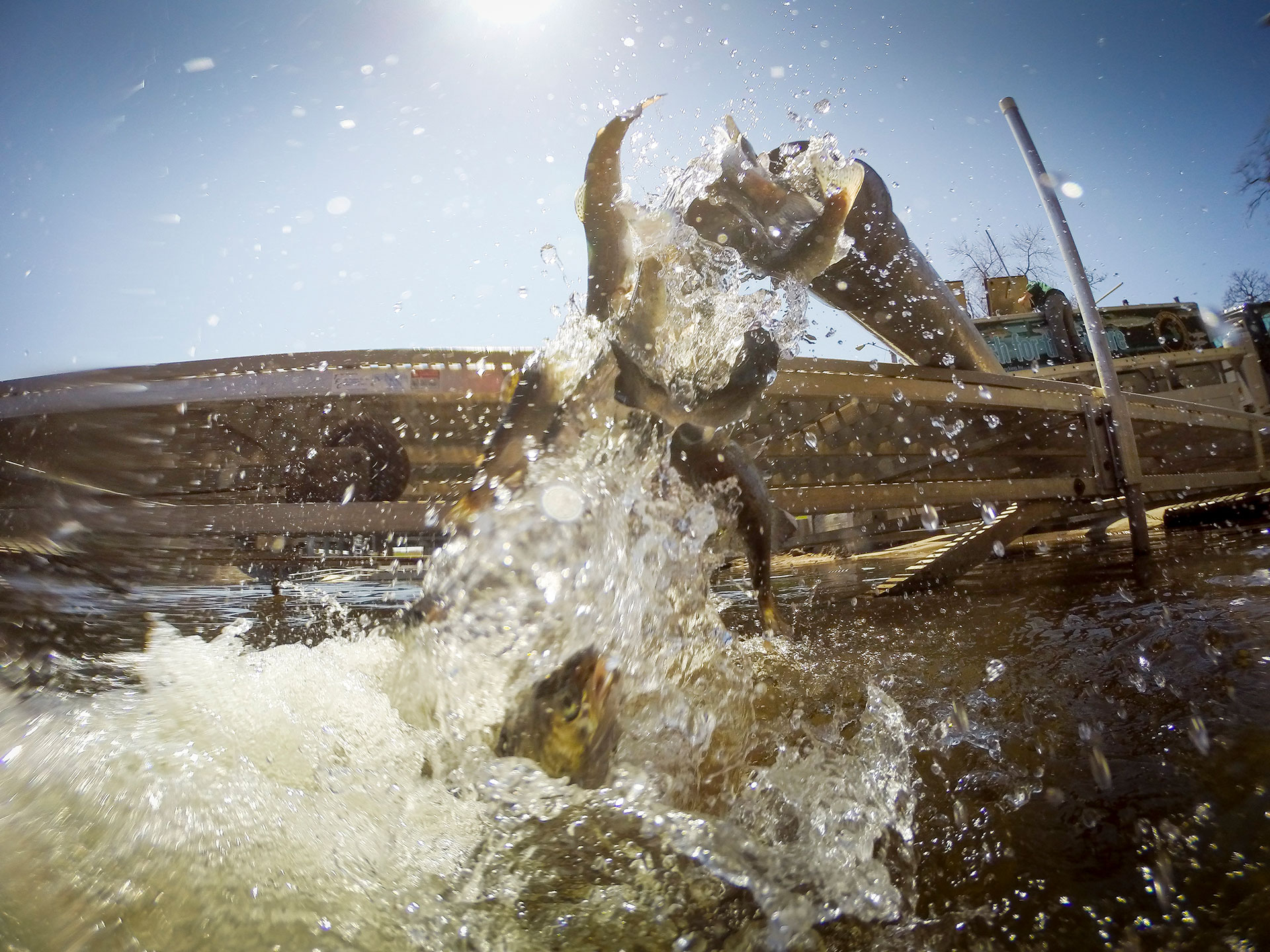 Hatching a plan: How hatcheries help to maintain a healthy, diverse fish population