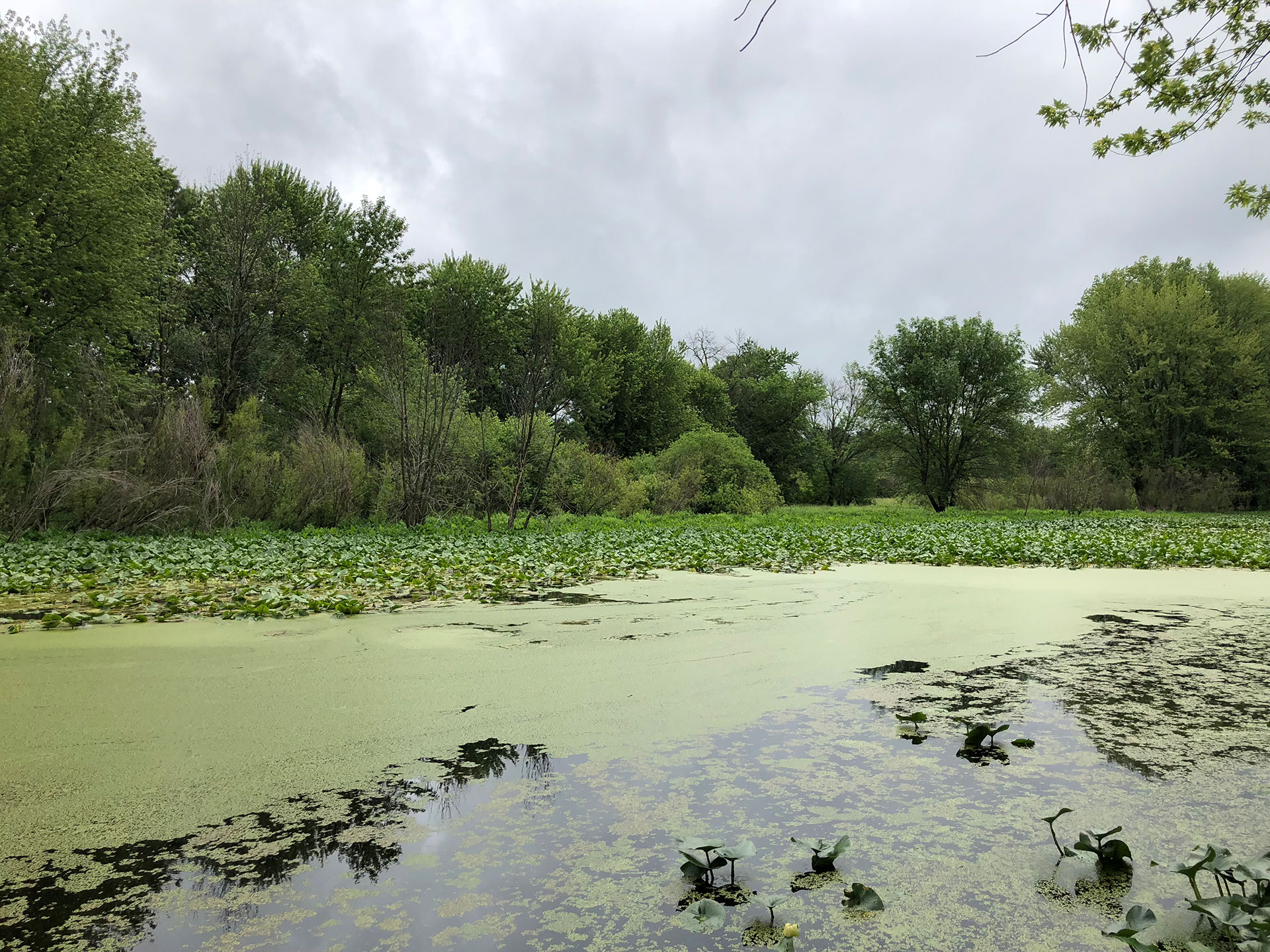 Riverside Park restoring wildlife thanks to volunteers