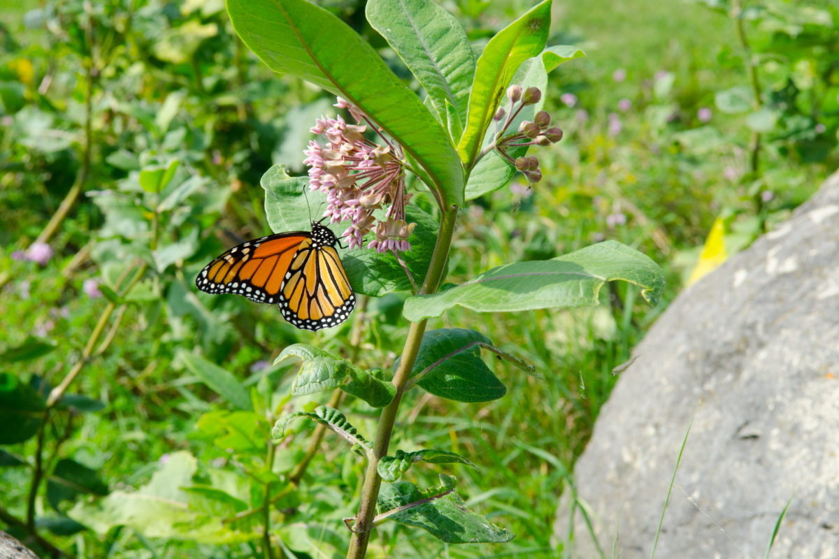 Pollinators in Detroit