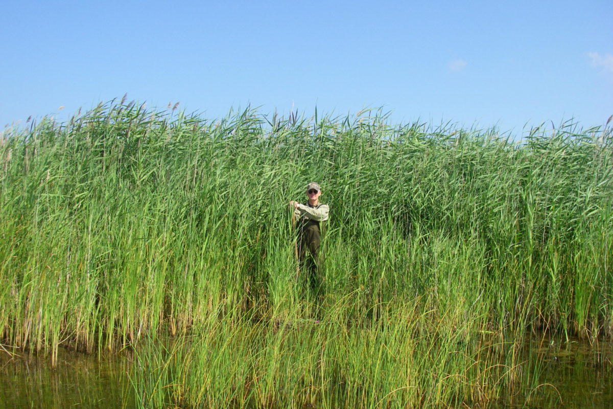 invasive species in Michigan