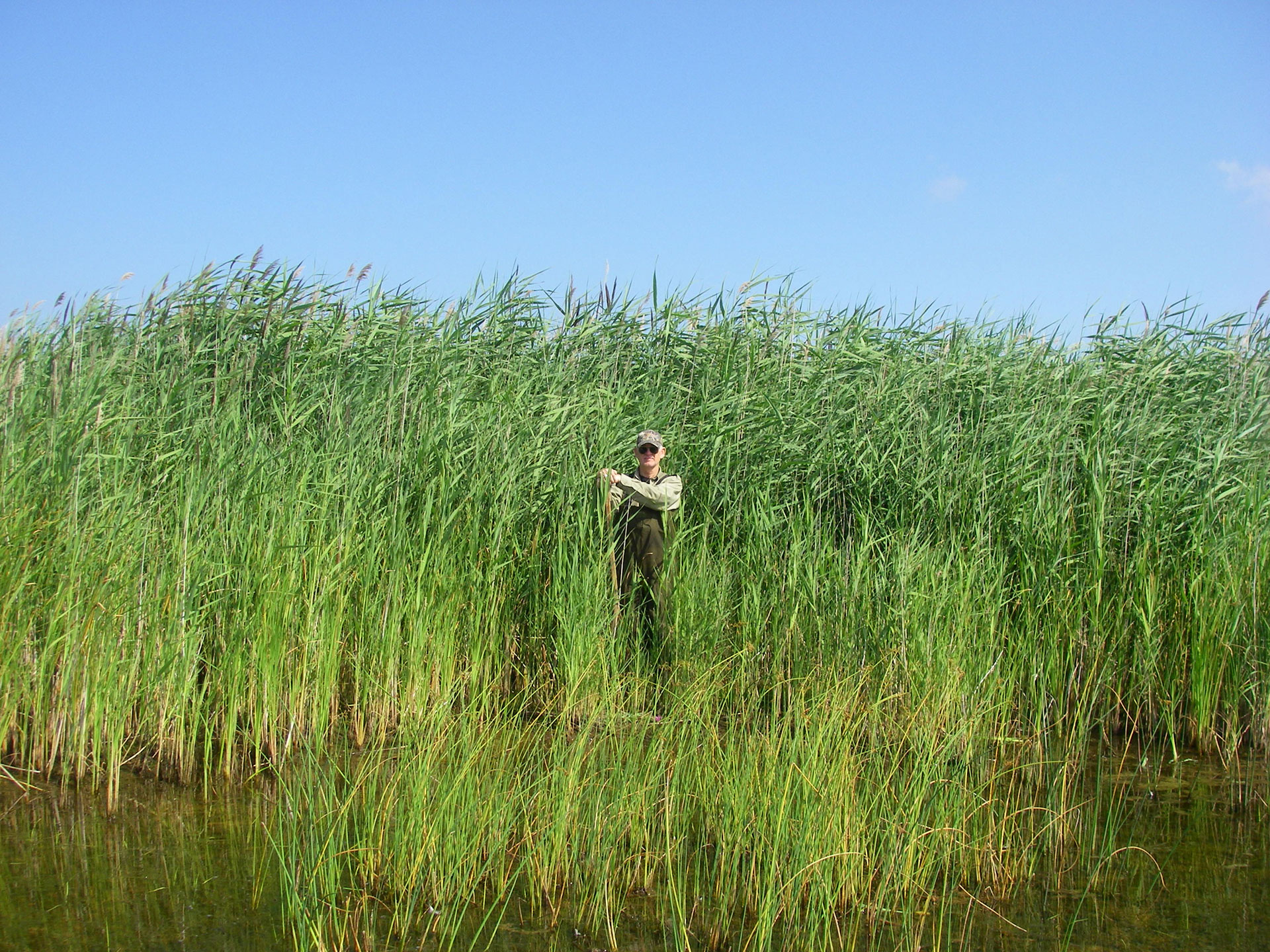 Prevent invasives from harming Michigan’s native species