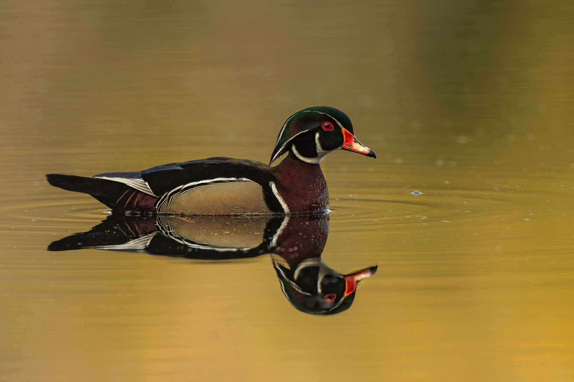 Exploring Michigan’s diverse wildlife and ecosystems