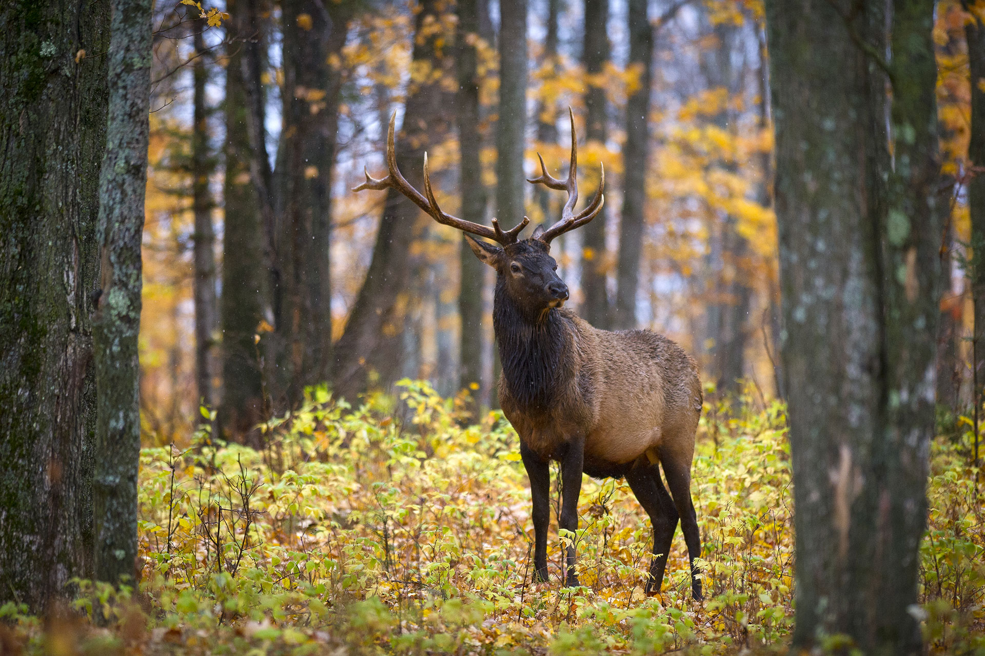 For the love of Michigan elk: Volunteers critical to the success of herd