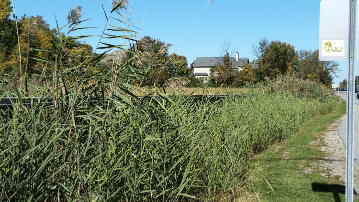 Don’t be fooled by invasive species