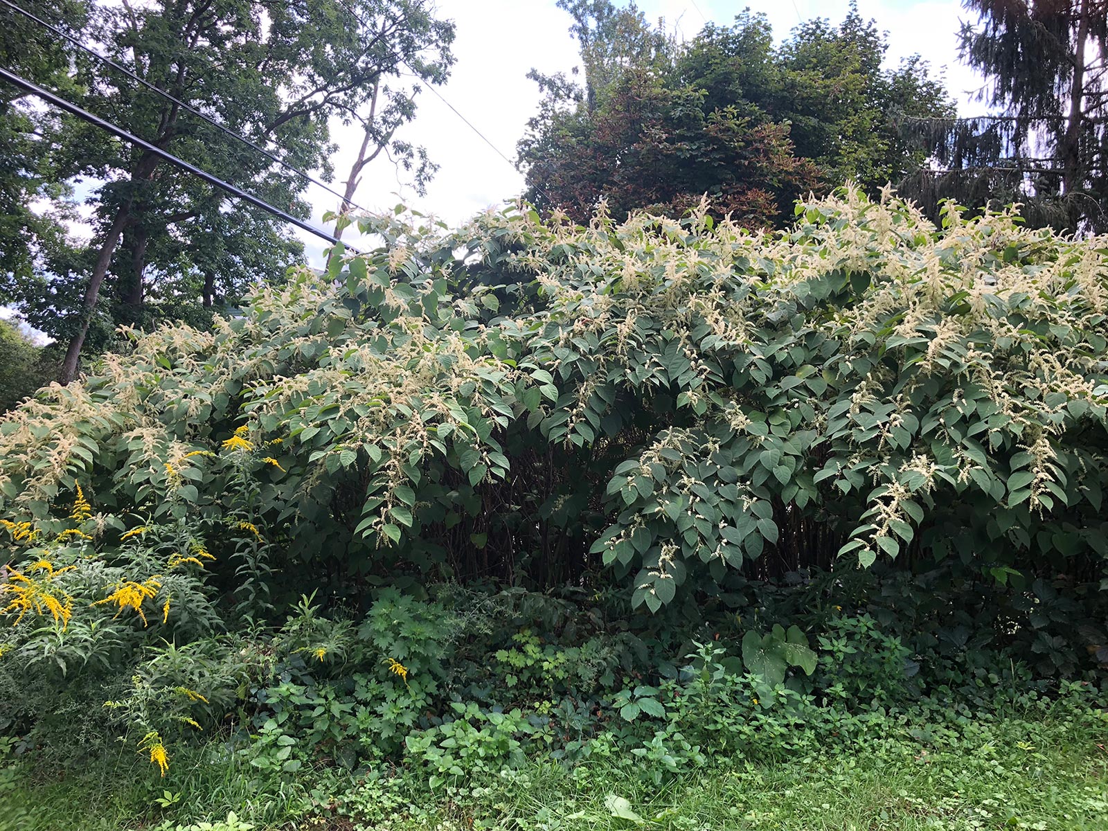 Efforts to remove invasive species
