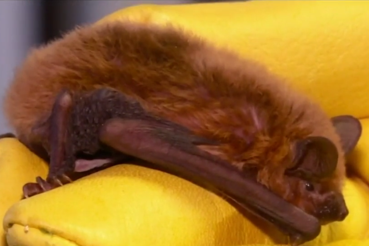 Bat