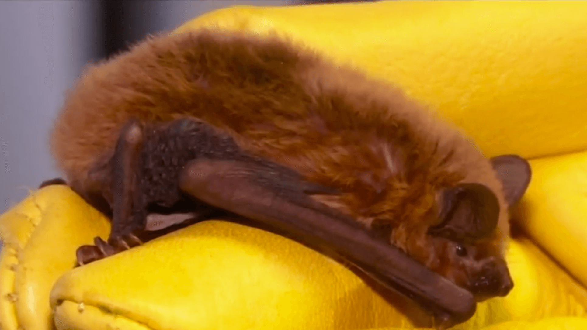 Bats in the D